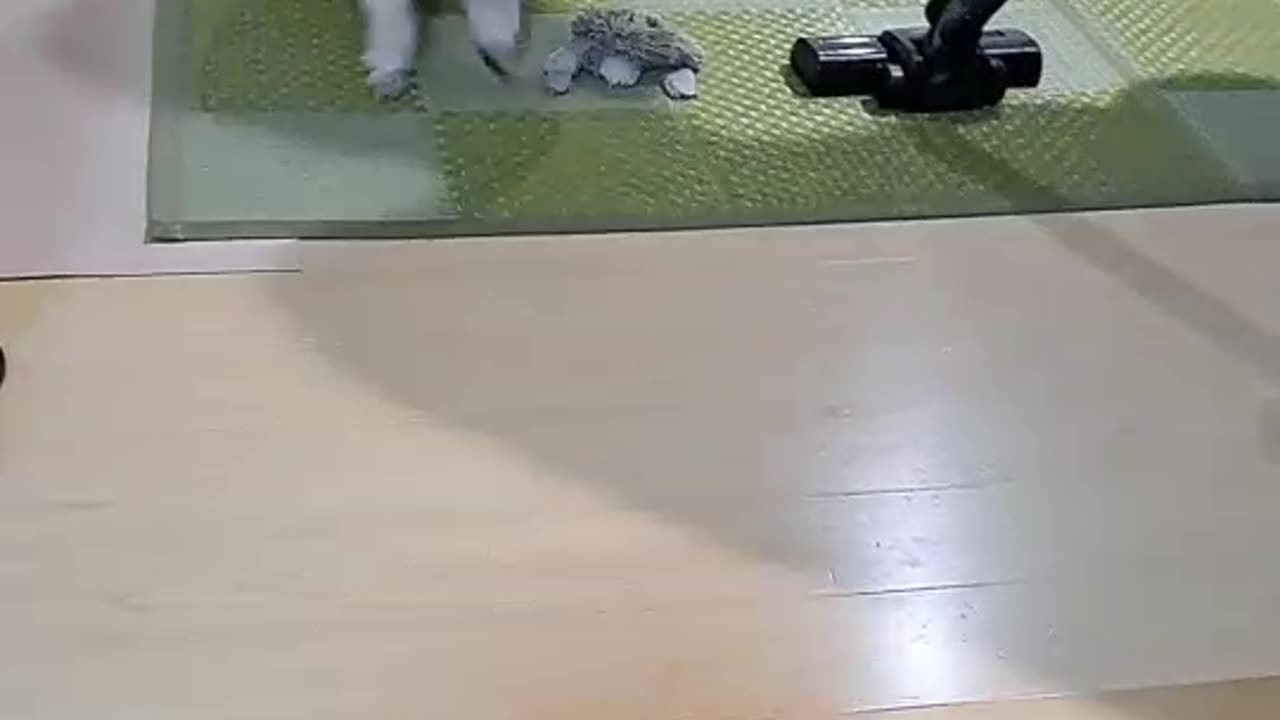 dog vs machine