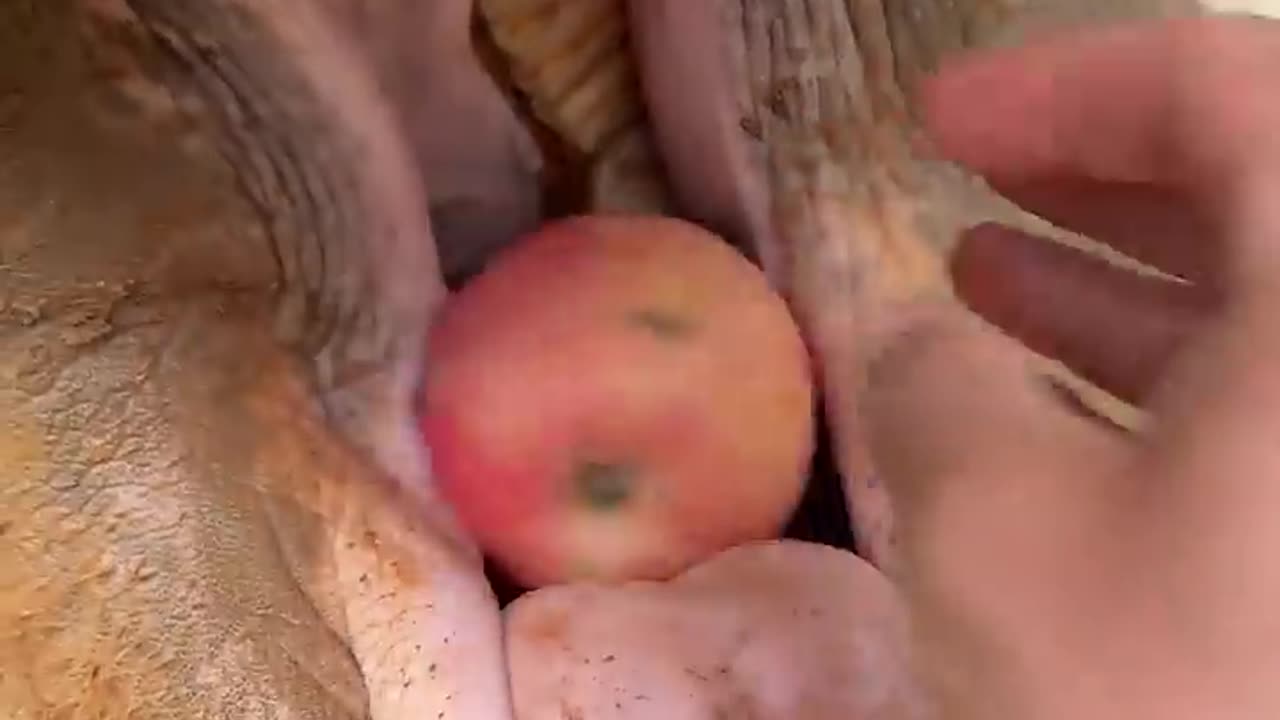 Apple Crush Elephant Eats Apple