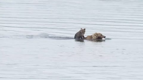 Cub takes a ride on Bear in Alaska