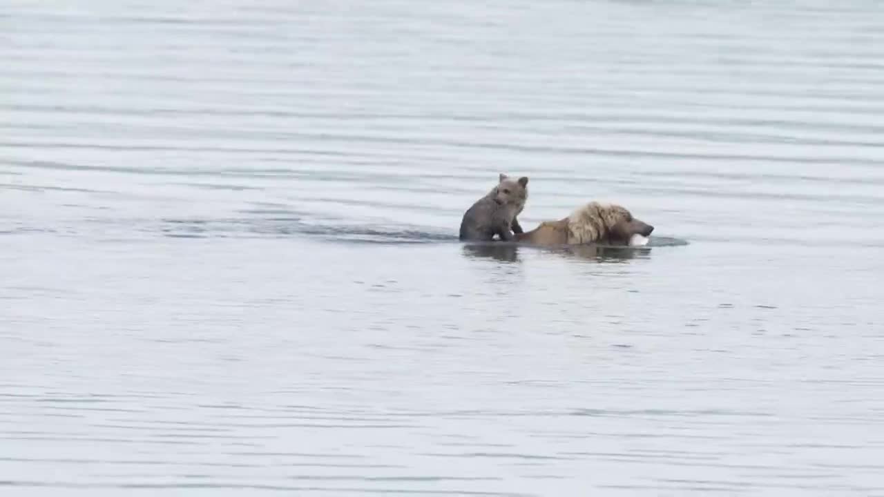 Cub takes a ride on Bear in Alaska