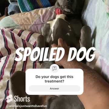 Spoiled dog living her best life