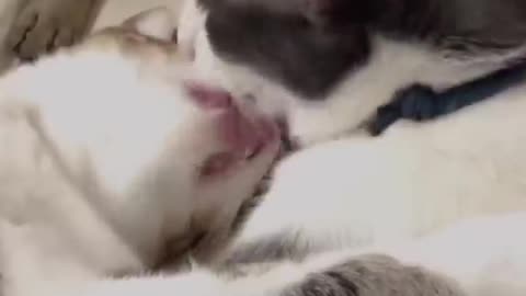 Funny cats videos ever