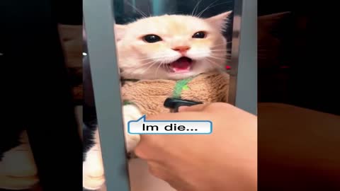 🐱 Funny pets compilation, funny cat try not to laugh 🐶