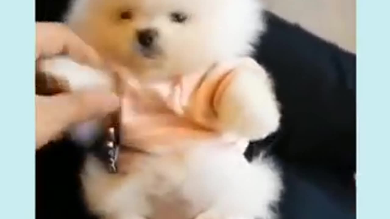 Cute baby pet, baby dog 🐶