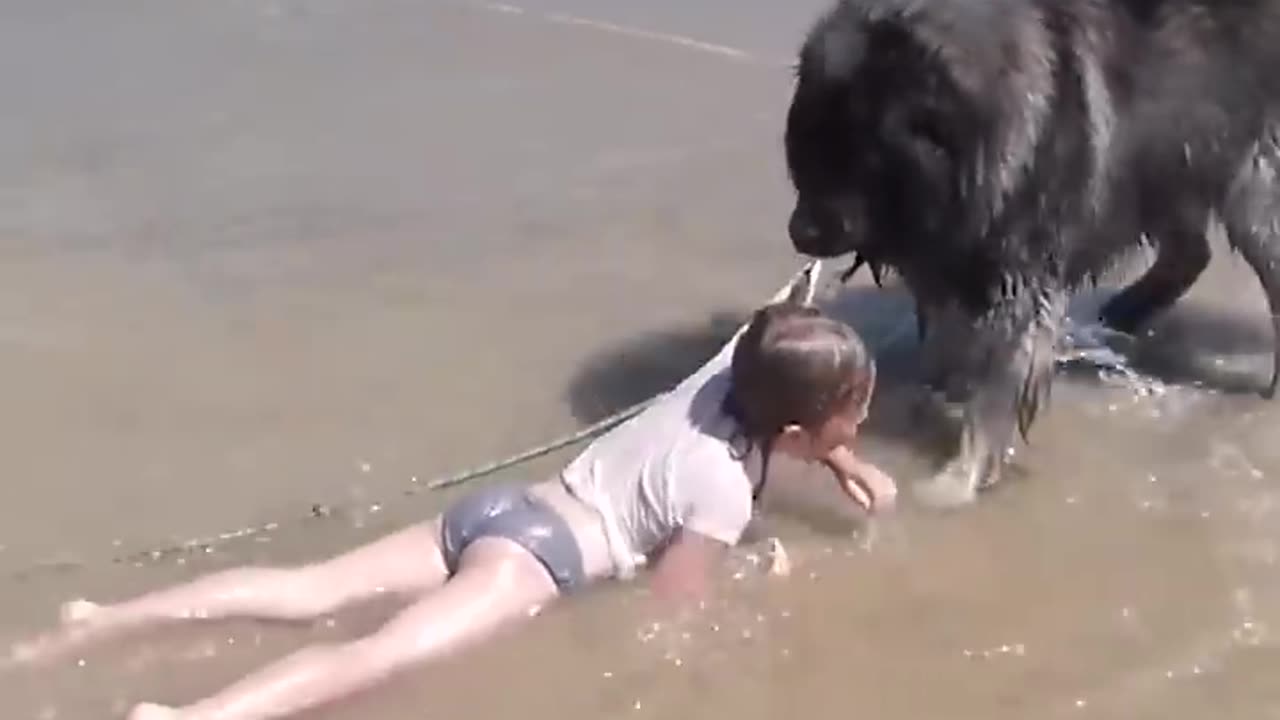 Dog save the girl from ocean