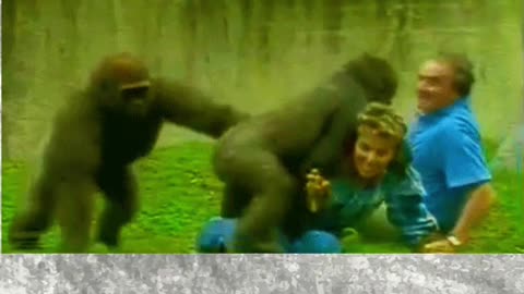 Juvinile Gorillas Unleashed! Attacked Couple trying to feed them. Avoid Gorillas🦍