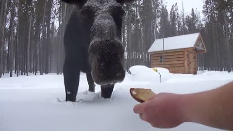 HUNGRY GRUMPY Moose