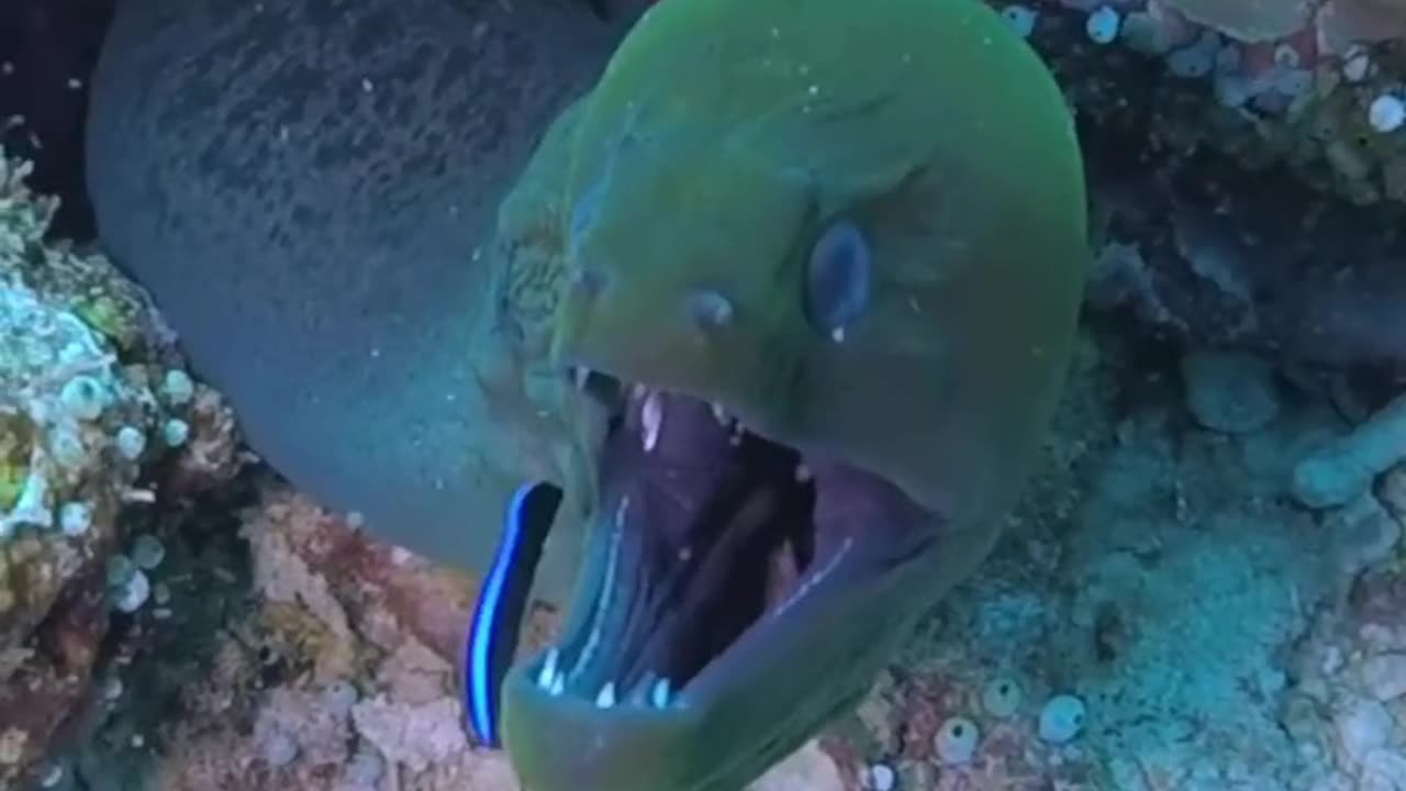 Discovering the Hidden Wonders of the Deep Sea: Uncovering Unique and Fascinating Sea Creatures
