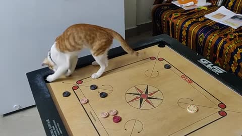 Funny cat