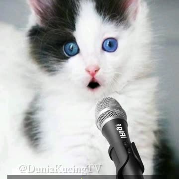 Kucing Mengaji AL LAHAB #shorts