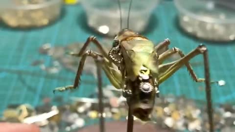 Insect specimen Mechanical cricket