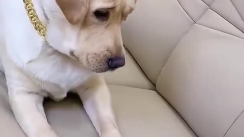 Dogs are intelligent, if yes watch this video