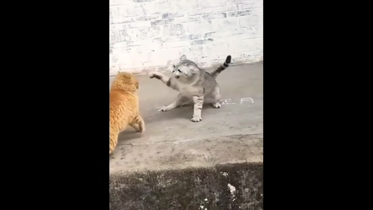 cat fighting very funny video cant control laugh