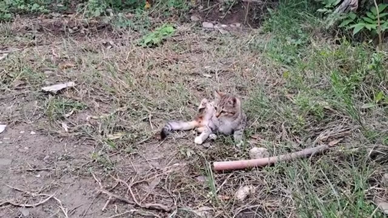 A cute kitten is playing.