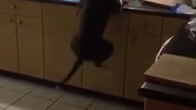 JUMPING DOGGY TRYING TO REACH THE MEAT IN THE KITCHEN.mp4