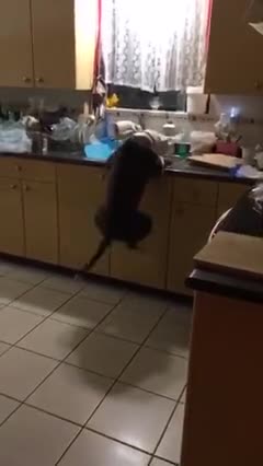 JUMPING DOGGY TRYING TO REACH THE MEAT IN THE KITCHEN.mp4