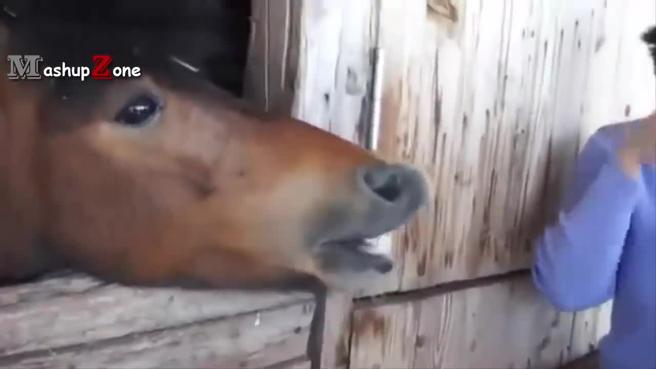 Funny Horse Video - try not to laugh