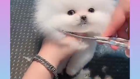 Hair cut of little puppy.