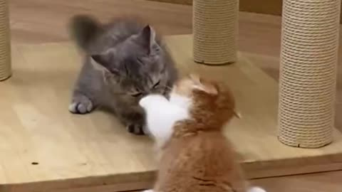 Cute Cat Funny Video: Prepare for Adorable Laughter!