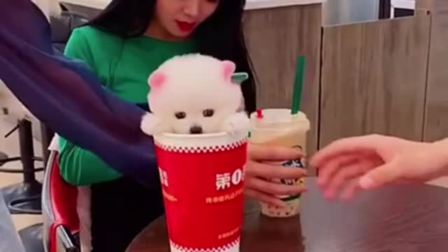🤗 Baby dog cute dog video 2022