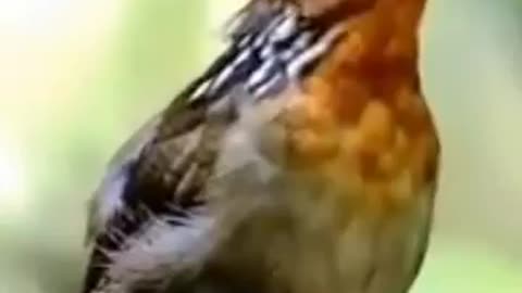 Amazing Bird singing