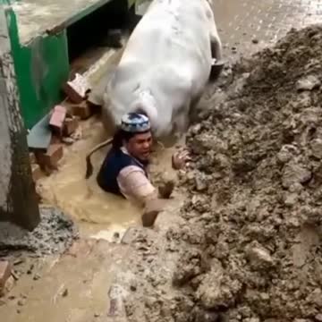 THE MAN SAVE COW 😍😍