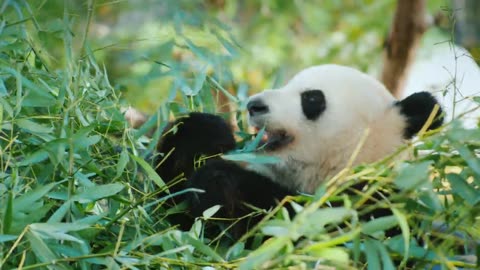 The Cutest Creatures on Earth!" Cute Panda New Video -