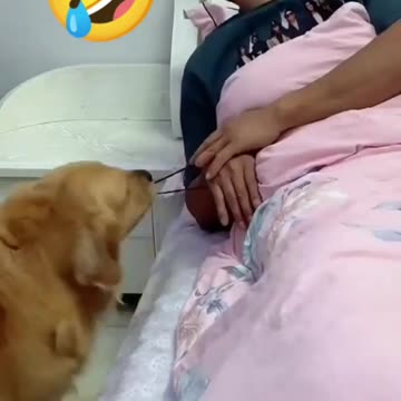 Funny Dog VIdeo