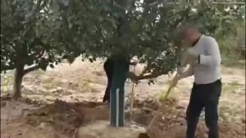 Garden tree digging