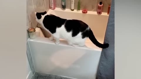 Funny Animal Videos 2023 - Funniest Cats And Dogs Video 2023