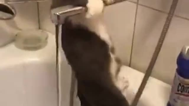 Cat vs Bathtub