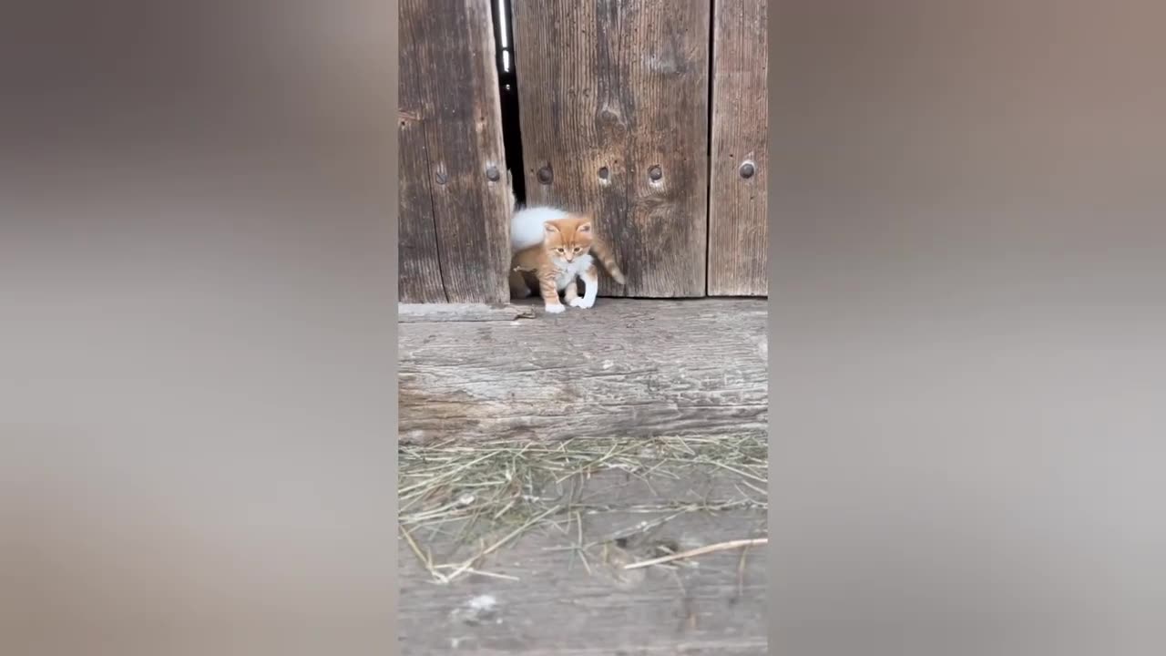 Funniest video