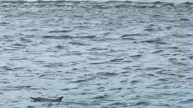 Dolphin swimming