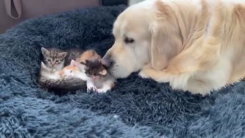 Golden Retriever Reacts to Tiny Kittens in his Bed