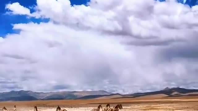 #travel #bluesky #whiteclouds #horse #whataretheydoing #beauty #foryou #tiktok #scenery