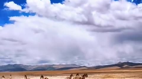 #travel #bluesky #whiteclouds #horse #whataretheydoing #beauty #foryou #tiktok #scenery