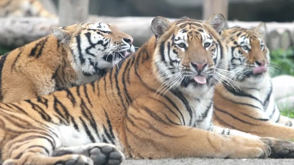 Siberian tigers frolic and play