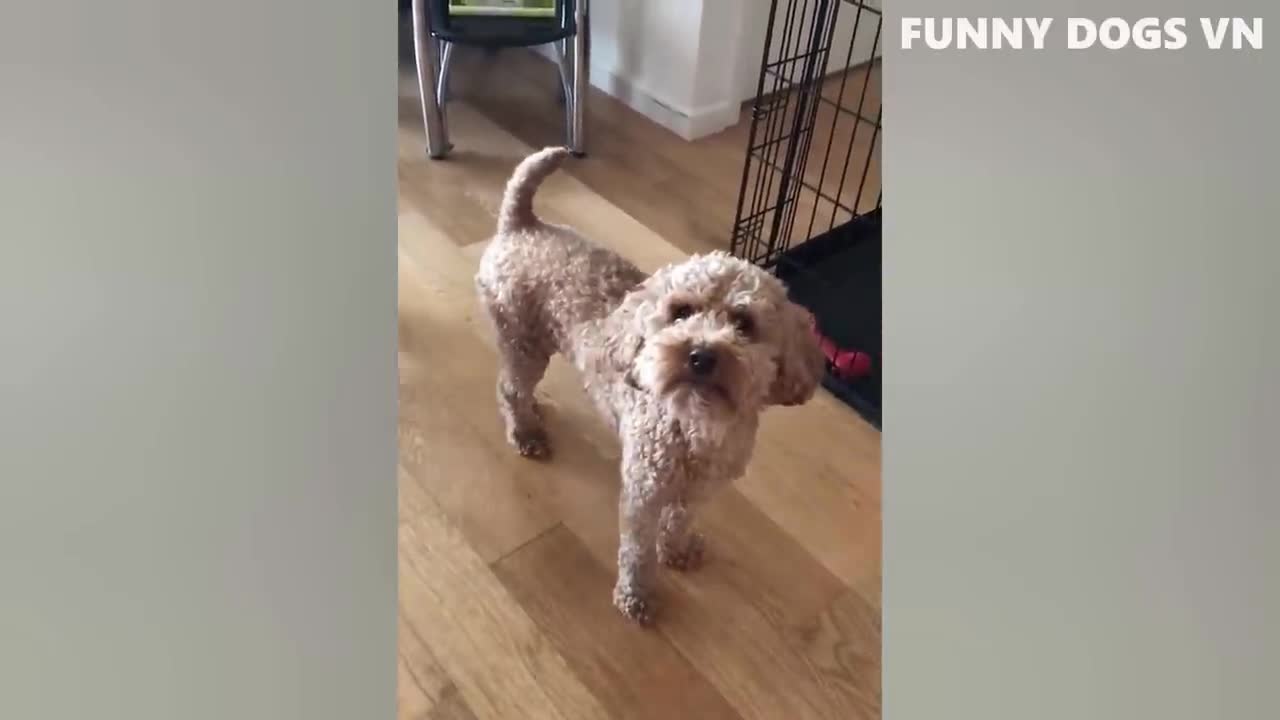 Funniest animal 2022