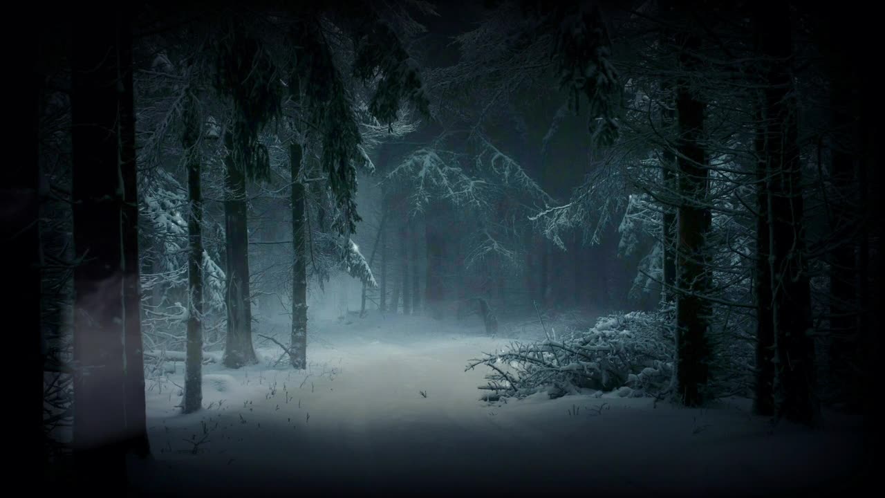 Cold Snowy Night In the Forest