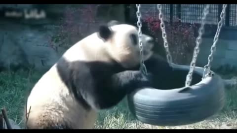 The giant panda in the park swings and is accidentally locked