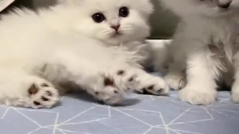 sweet little cat