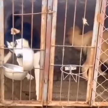 You won't find anything sacred in this dog.