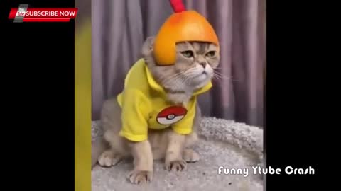 Top Funny Animals Compilation 2013 - 2014Cute & Funny animals