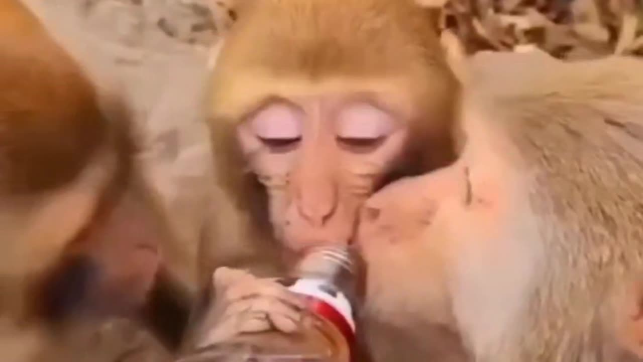 funny monkey monkey drinking wine monkey is the weirdest animal in the world🤣🤣🤣