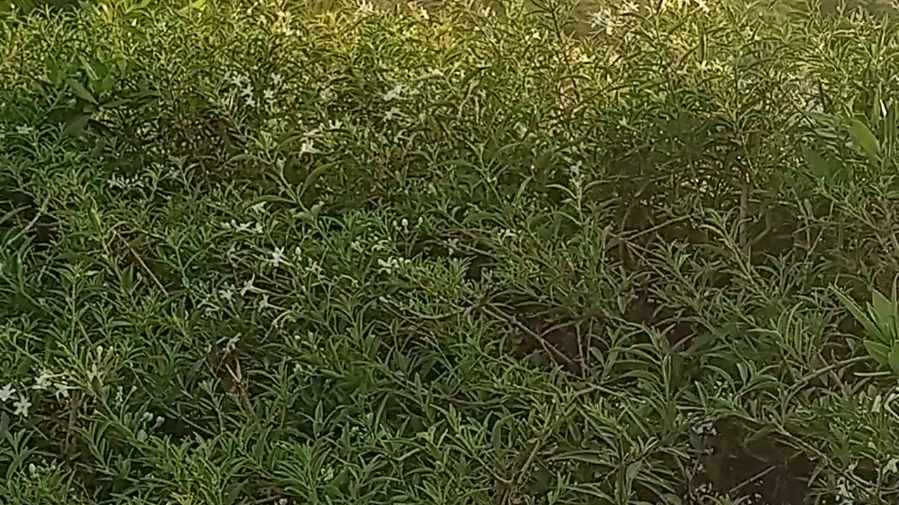 Natural beauty of nature
