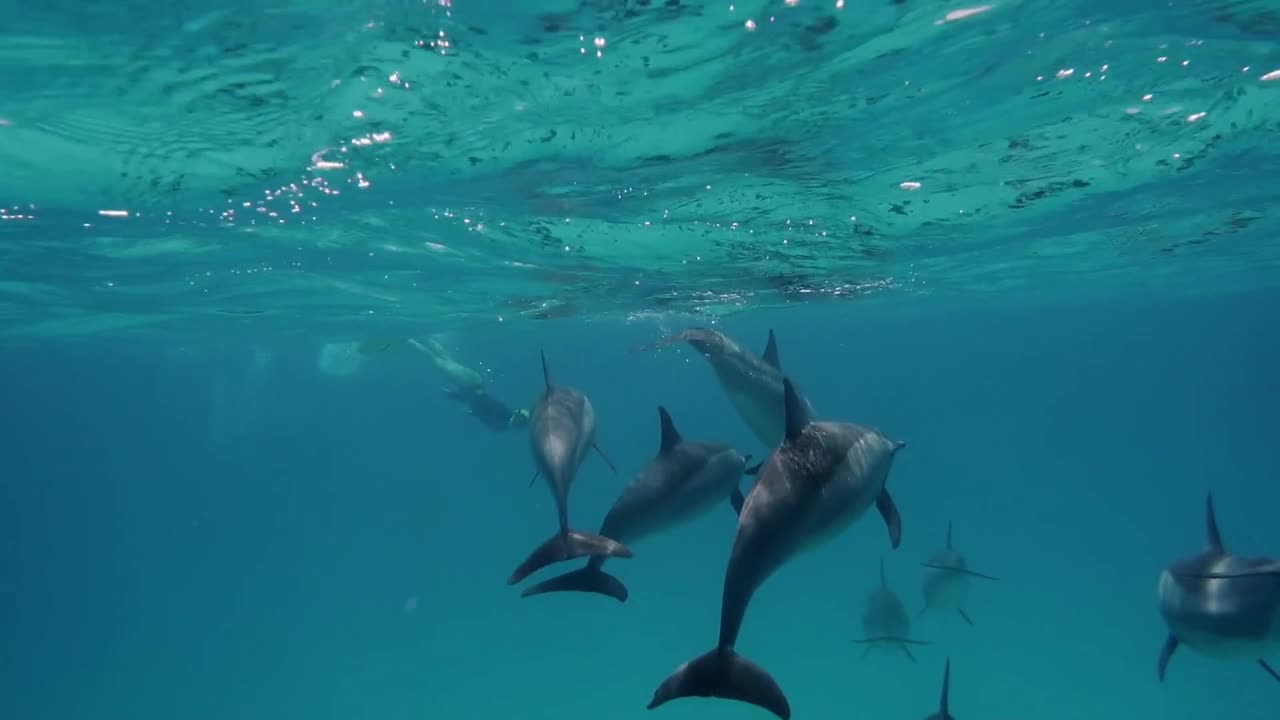 "ENCUENTRA LA PAZ INTERIOR: SUMÉRGETE EN EL RELAJANTE MUNDO DE LOS DELFINES"