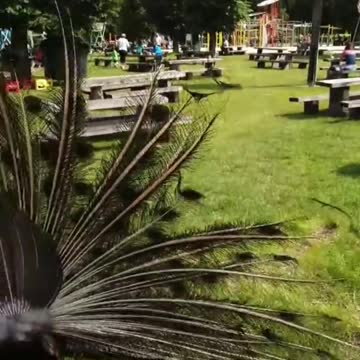 the first time I see a peacock opens its tail