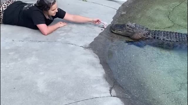 Carefully feeding the crocodile food