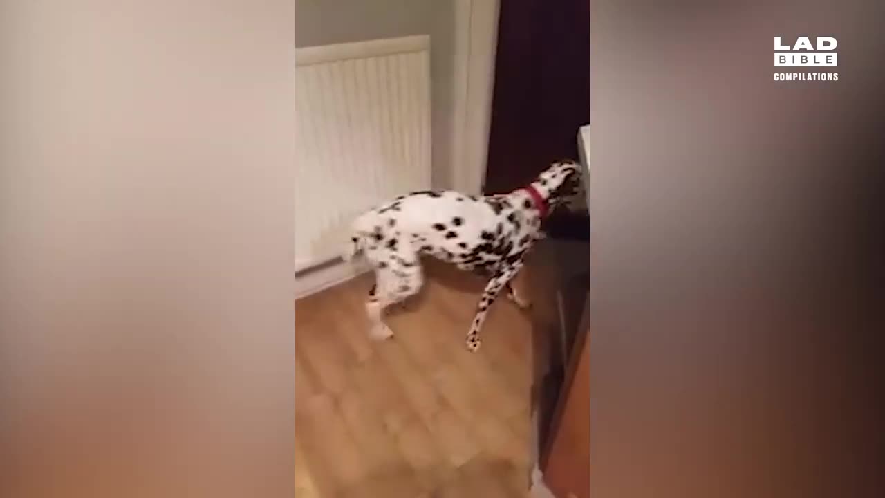 Top 10 Funny dog 🐕 😂 catch in camera