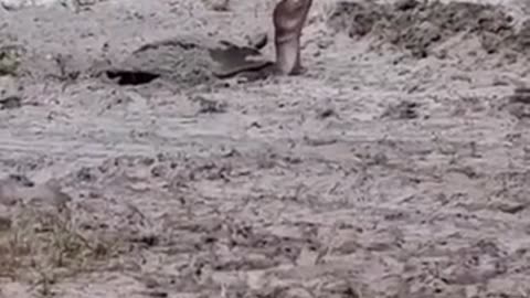Mama Softshell Turtle!